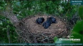 Denton homes nest collapse