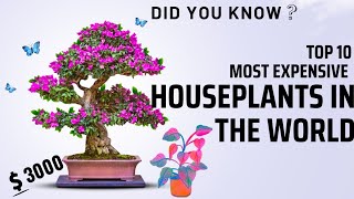 TOP 10 MOST EXPENSIVE HOUSEPLANTS IN THE WORLD. #plants #most #plants #fact