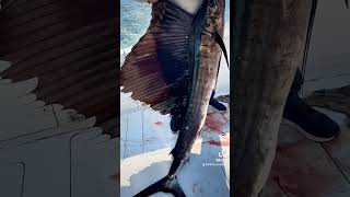 SailFish