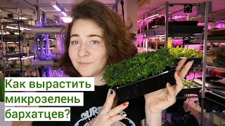 Как вырастить #микрозелень бархатцев? Рассказываем подробно #ситиферма #ильинскиепроростки