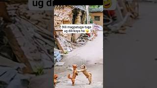 awww, dogie,dog 🐶🐕🐕🐩 hahahhh #funny #enjoy #doglover#dog #shortsviral#animals#highlights #shortvideo