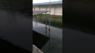 strike cuy mancing mania mantap#shorts