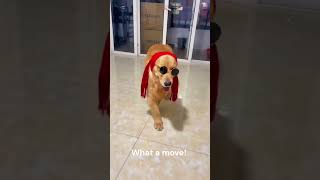 Funny dog move: what a move! #funny #shorts #dog