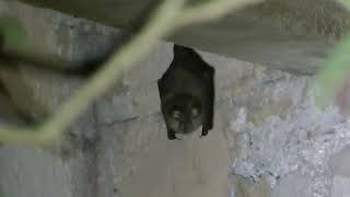 Lesser horseshoe bats, Forest of Dean