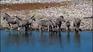 Burchell's zebras, Okaukuejo Resort Waterhole, Namibia. Link in description