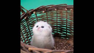 WHITE CAT IN LOVE BASKET (4)