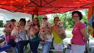 22 Zoodom Dog Day 2016. Campona a Westie Rescue Hungaryval és az Ebugattával