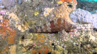 Clint Walker at  Table Top Rock  Kelp Bed  Dives  12 8  2012 w Music