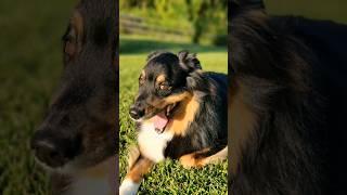 Photos of my beautiful dogs 😍🐾❤️ #dog #love #shorts