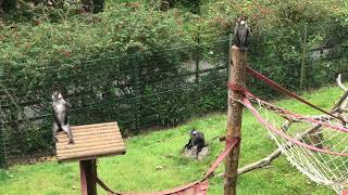 Cherry-crowned Mangabeys, Paignton Zoo (11th July 2024)