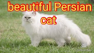 cute Persian cat videos | beautiful Persian cat | Persian cat | cat | cat video | kitten |