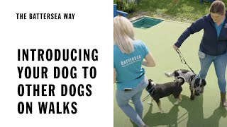 Introducing Your Dog To Other Dogs On Walks | The Battersea Way