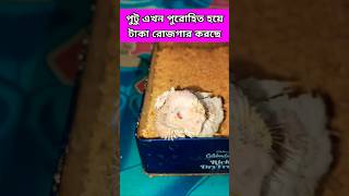 পুটু এখন পুরোহিত হয়ে কিভাবে টাকা রোজগার করছে দেখো#funny#viral_video#ytshorts#comedy#shortsfeed#like