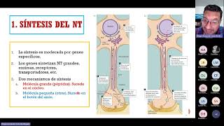 Síntesis de neurotransmisores