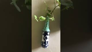 My bottle mini plants 🌱 #shortvideo #miniplants #shorts