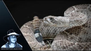 Rattlesnake Attacks Wild Pigs 02