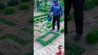 Ide kreatif petani membuat halaman menjadi kebun sayur #shorts