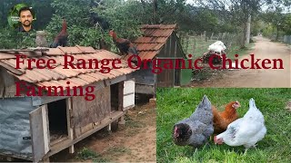 Desi Free Range Chicken Farming