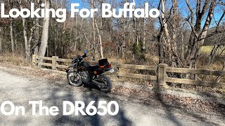 Looking For Buffalo On The DR650