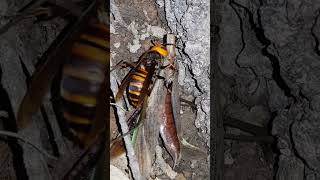 [자막] 장수말벌의 왕사마귀 사냥 オオカマキリを狩るオオスズメバチ Asian Giant Hornet preys on a Praying Mantis