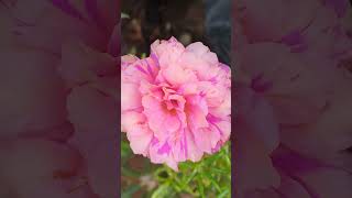 Another pretty ✨❤ peach colour magic bloom once again #spring #summer #gardens #europe