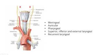 [TOPIC 2,3] Glossopharyngeal, Vagus, Spinal Accessory nerves (CN IX,X,XI)