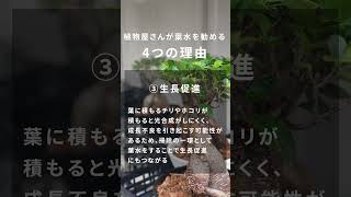 観葉植物に葉水をすべき4つの理由 #観葉植物のある暮らし #インテリアグリーン #インテリアコーディネート  #plants