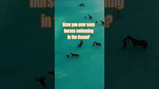 Swimming horses seen in Barbados #horses #shortsvideo #shorts #viral