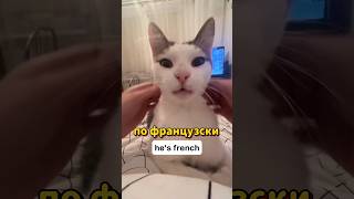 Мурчит по Французки 😺#топ #новости #shorts