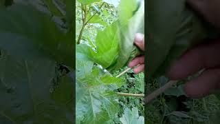 La hoja de higuera te cura el dolor de espalda#árbol de neem#morivivi#verdolaga# quina criolla