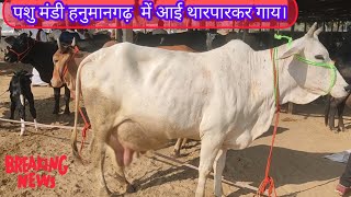 पशु मंडी हनुमानगढ़ मंडी में आई थारपारकर गाय। gay Ki Mandi Hanumangarh Rajasthan cow market