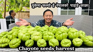 Chayote seeds | Growing Nepali veggies in our backyard | Gardening | Garden Harvest | NepaliFamilyUK