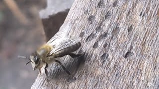 New Beekeeper On The Homestead Today!