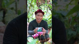 CALATHEA || KATANYA INI TANAMAN DO'A ???  #shorts #juraganlahan #pohonunik #juraganpohon