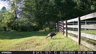 Three Beautiful Gobbler Turkey August 2024