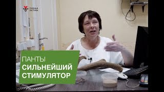 Панты - сильнейший стимулятор l Оленья Застава