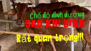 Nuôi bò| Dinh dưỡng cho bò sau sinh| Nutrition for cows after birth