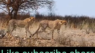 Amazing! The Brave Zebra Overpowered, Biting The Lion To Cry To Escape DeathDMG Channel9