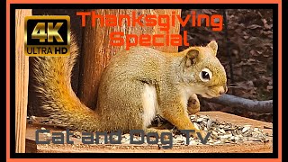 Happy Thanksgiving Chipmunk's Squirrel's and Bird's in a Sanctuary in the forest. Cat and Dog Tv