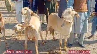 Top quality pure makhi cheeni goats Herd | مکھی چینی بکریوں کا فارم | @joyiaGoatFarm