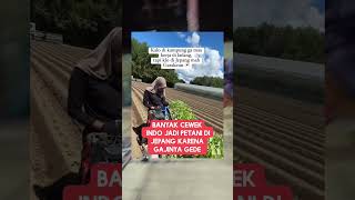 Cewe indo lebih pilih jadi petani di Jepang dari pada di Indonesia ‼️ #shorts #short #shortvideo