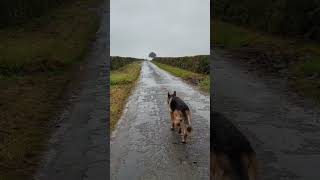 Wet countryside dog walk in Devon