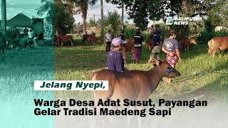 Jelang Nyepi, Warga Desa Adat Susut, Payangan Gelar Tradisi Maedeng Sapi