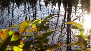 Baby Water Striders Making Baby Waves