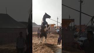 Ratnakar breed #horse #pushkarhorsefair #bollywood #horselover #pushkarfair