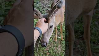 Petting this wild deer! #wildlife #insane