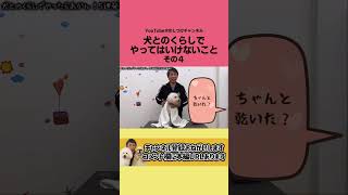 犬を洗った後、半乾きにしてしまうともつれの原因になります。もつれは皮膚病の原因になり、ストレスも溜まります。要注意！ #shorts