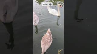 Swan life