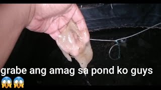 patay ina amag na ang tank ng glotetra  ko😱😱😱😱