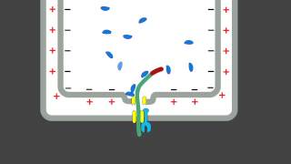 12 3 Mitochondrial Protein Import